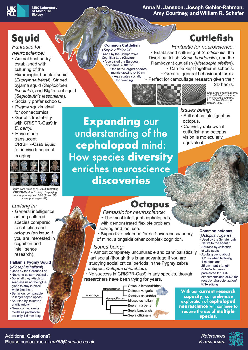 Expanding our understanding of the cephalopod mind: How species diversity enriches neuroscience discoveries